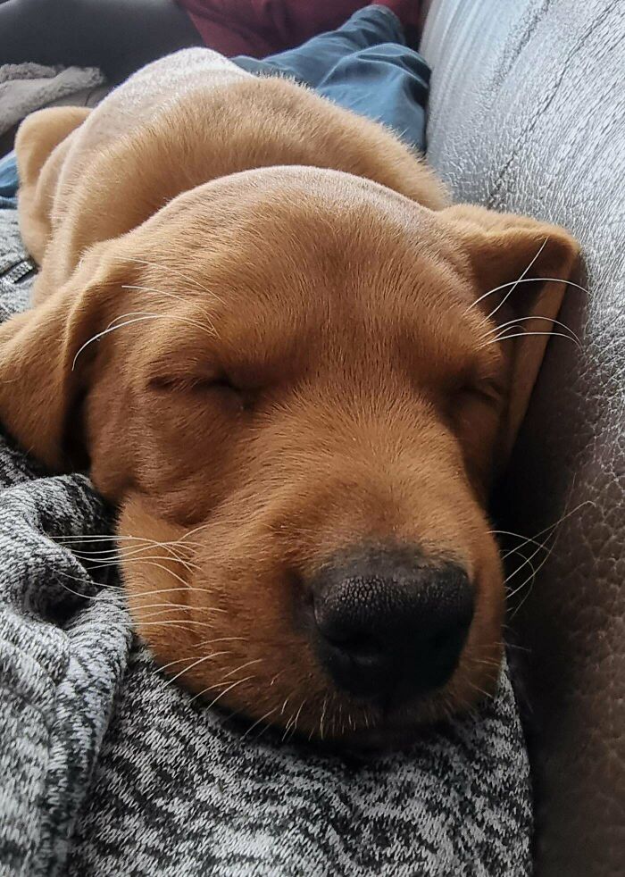 Cooper Tired Out After Coming To His Forever Home