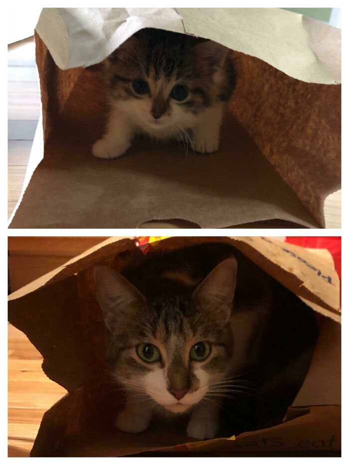 Axl In A Paper Bag At 6 Weeks Old And Axl In A Paper Bag Again Today At 2.5 Years