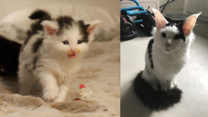 Still A Kitten At 6 Months, But On His Way To Being A Cat. Chaplin, 4 Weeks To 6 Months