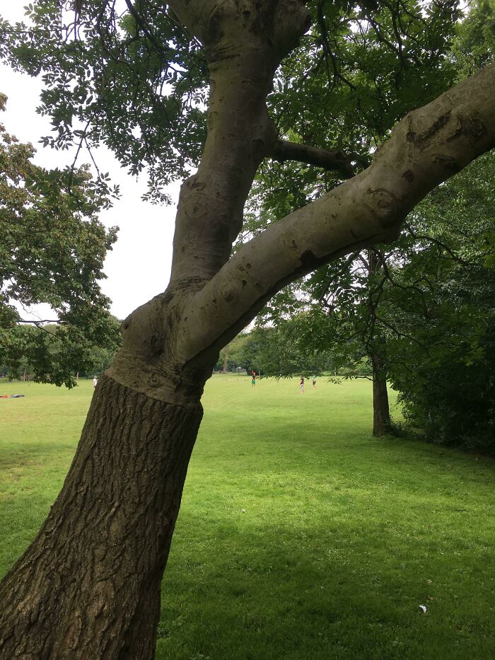 This Tree Started To Render Itself Differently Halfway
