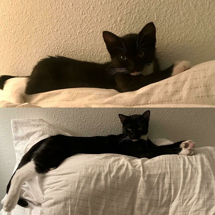 The Top Of My Pillow Is Still Tucker’s Favorite Place To Sleep.