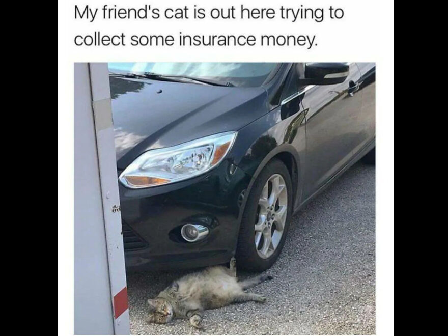 Some Of The Best Cat Memes