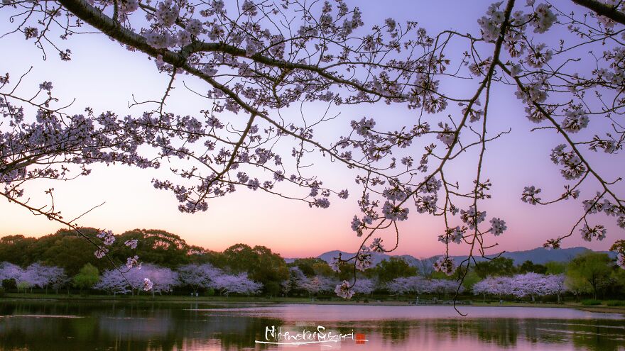 I Captured Sakura Blooming In Japan (25 Pics)