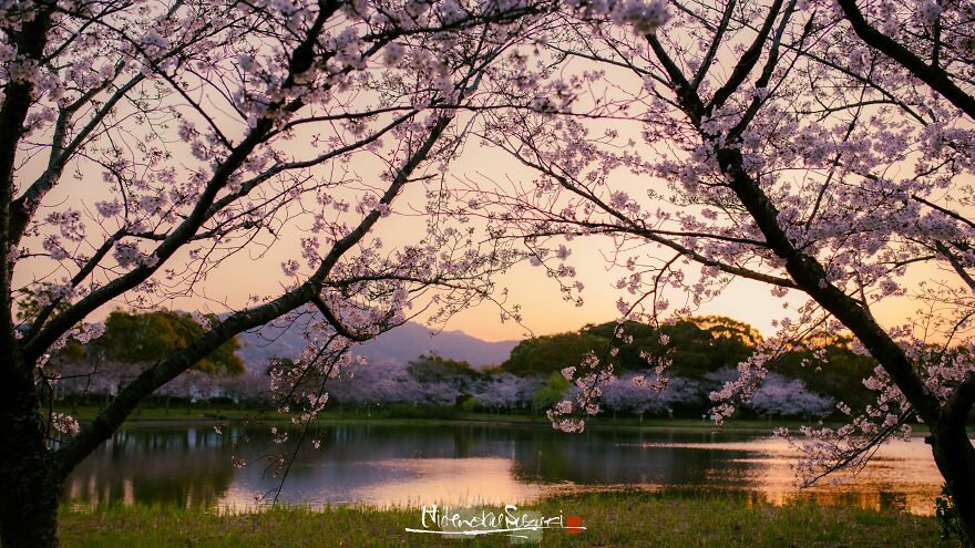 I Captured Sakura Blooming In Japan (25 Pics)