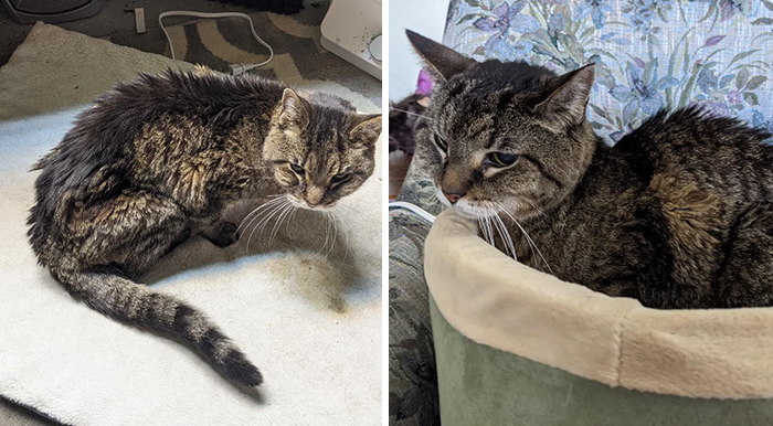 Sad Cat Showed Up At Our Barn Door Three Months Ago, Vision Impaired And With Kidney Disease- 20% Weight Gain So Far With Just A Little Tlc!