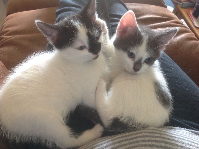 Splodge And Pippin - 8 Weeks Old. Turned 2 In February