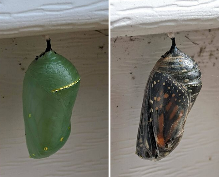The Progression Of This Cocoon Hanging Off The Side Of Our House Is Awesome. Photos Taken 8 Days Apart