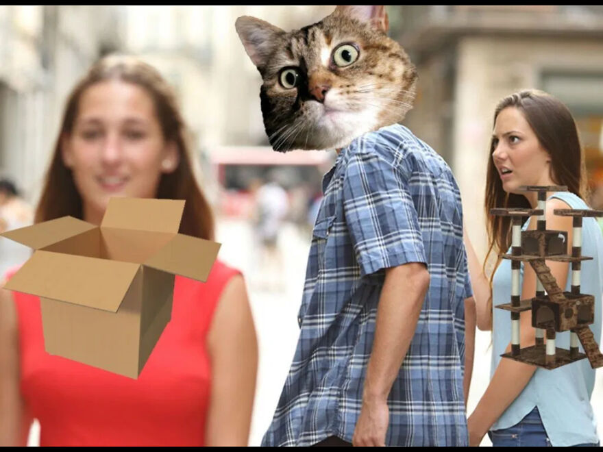 Some Of The Best Cat Memes