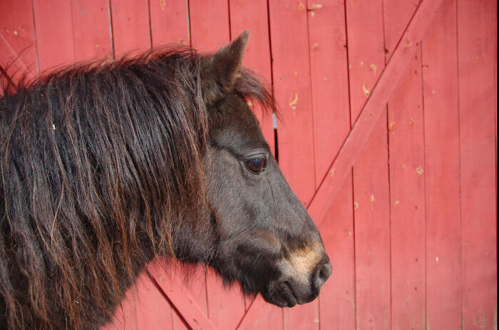 One Of My Best Pictures. This Is My Pony Frodo(Baggins)