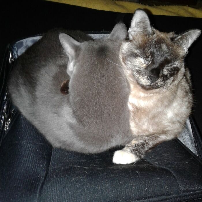 Helena (Gray) And Aida On My Suitcase. They Are Littermates