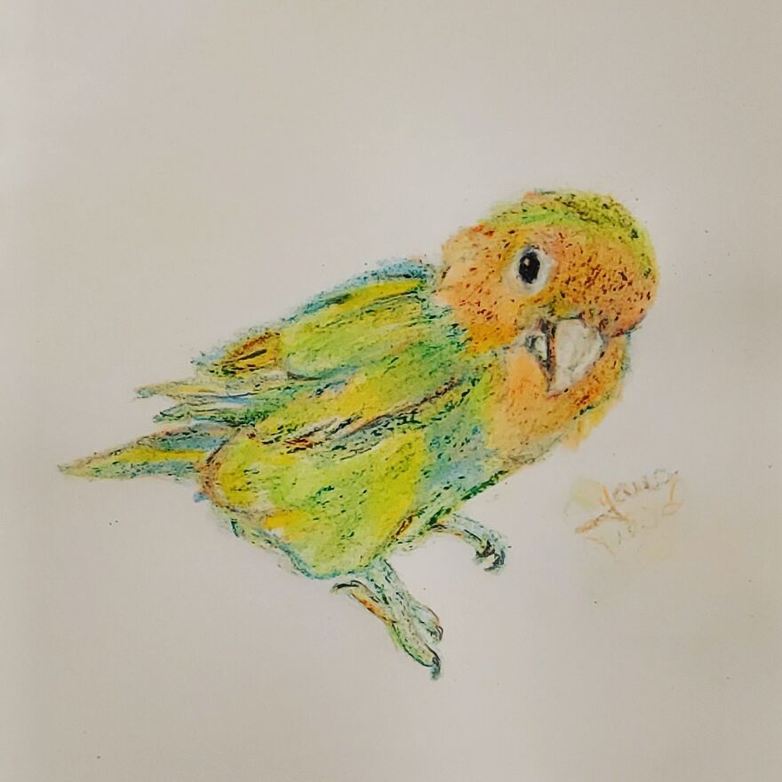 Lovebird Pepe: @pepe_parrot