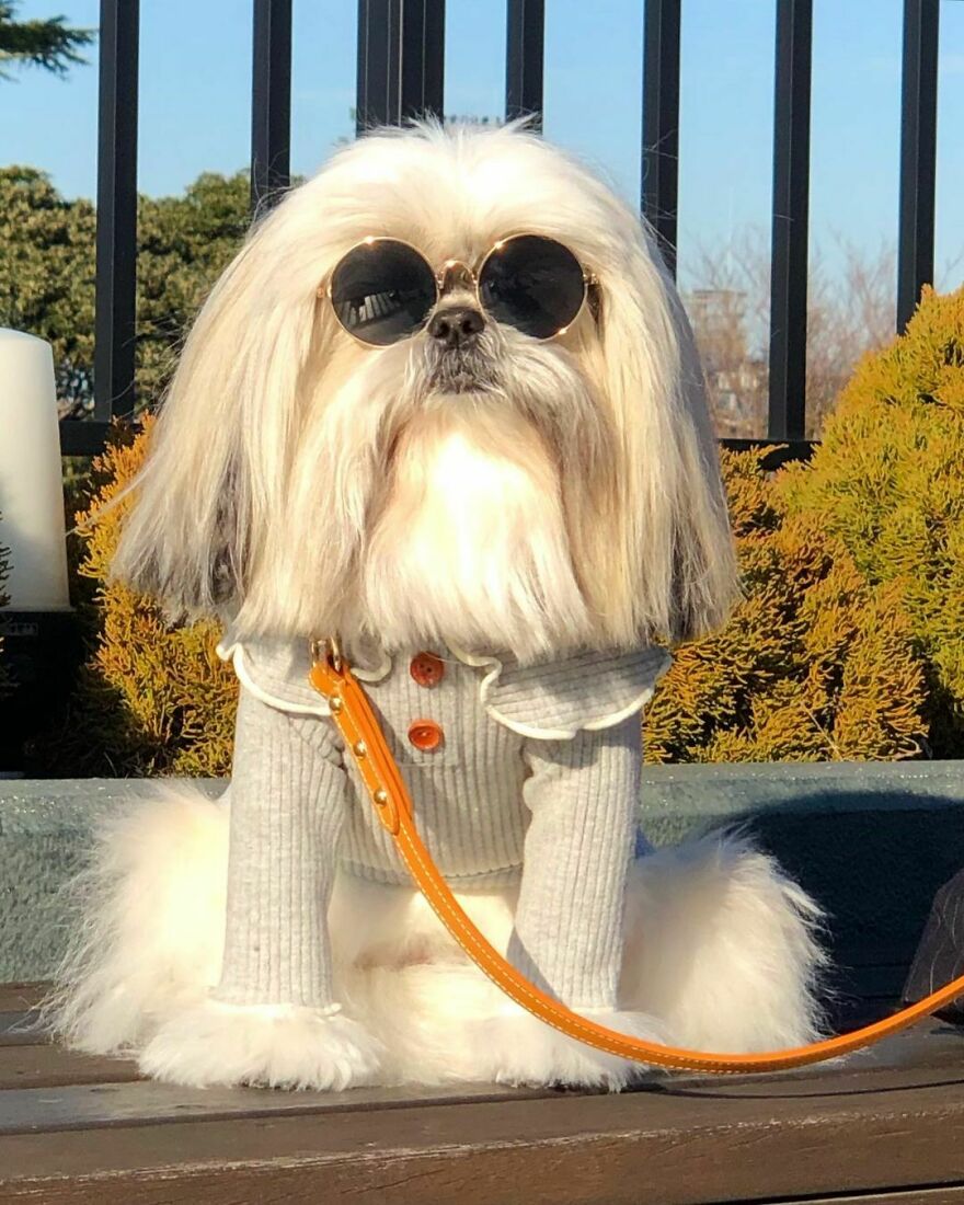 This Dog Manages To Be More Fashion Than Many People Out There
