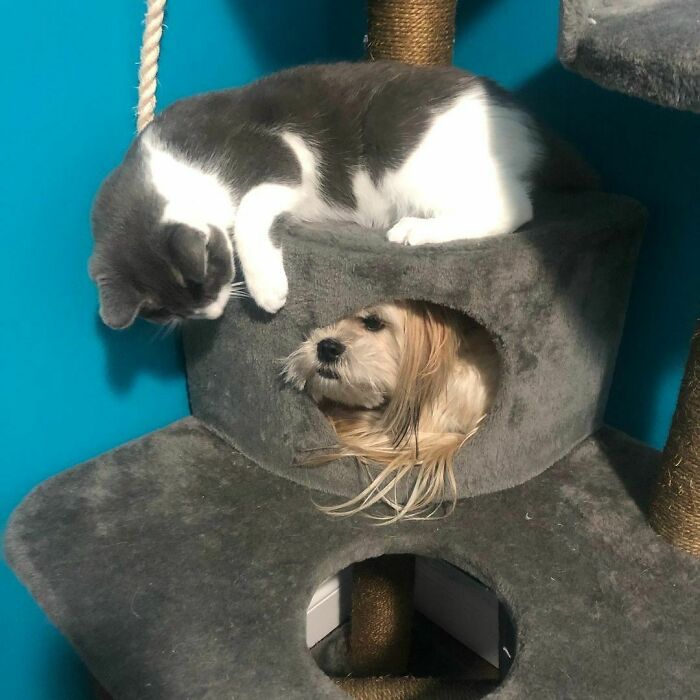 Just A Couple Of Cats Playing In A Cat Tree