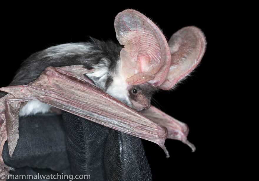 Bats Are Incredibly Misunderstood, So Here Are 13 Of The Cutest Bat Species And Facts About Them Bats Are Incredibly Misunderstood, So Here Are 13 Of The Cutest Bat Species And Facts About Them