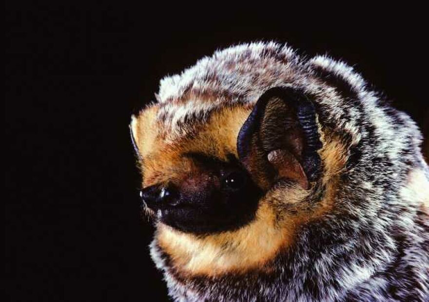 Bats Are Incredibly Misunderstood, So Here Are 13 Of The Cutest Bat Species And Facts About Them Bats Are Incredibly Misunderstood, So Here Are 13 Of The Cutest Bat Species And Facts About Them