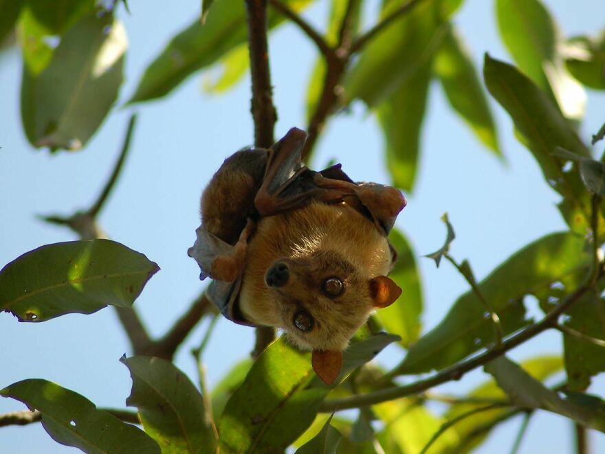 Bats Are Incredibly Misunderstood, So Here Are 13 Of The Cutest Bat Species And Facts About Them Bats Are Incredibly Misunderstood, So Here Are 13 Of The Cutest Bat Species And Facts About Them