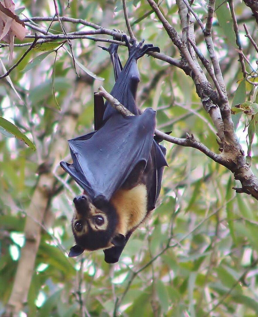 Bats Are Incredibly Misunderstood, So Here Are 13 Of The Cutest Bat Species And Facts About Them Bats Are Incredibly Misunderstood, So Here Are 13 Of The Cutest Bat Species And Facts About Them