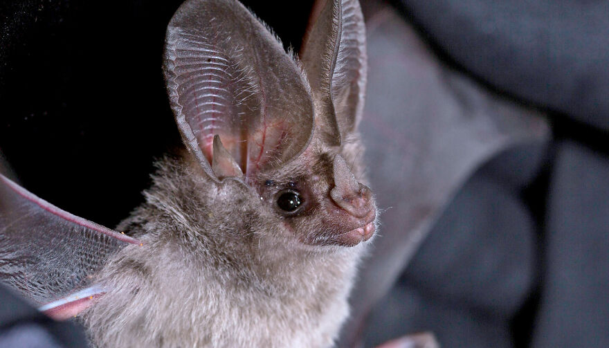 Bats Are Incredibly Misunderstood, So Here Are 13 Of The Cutest Bat Species And Facts About Them Bats Are Incredibly Misunderstood, So Here Are 13 Of The Cutest Bat Species And Facts About Them