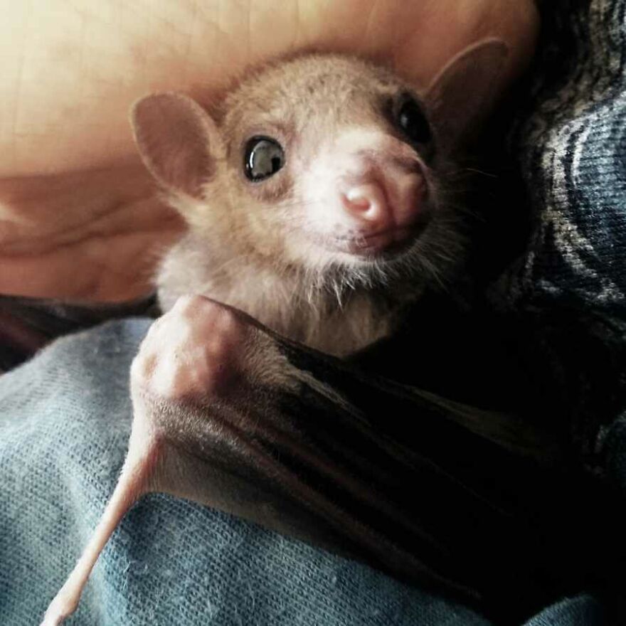 Bats Are Incredibly Misunderstood, So Here Are 13 Of The Cutest Bat Species And Facts About Them Bats Are Incredibly Misunderstood, So Here Are 13 Of The Cutest Bat Species And Facts About Them