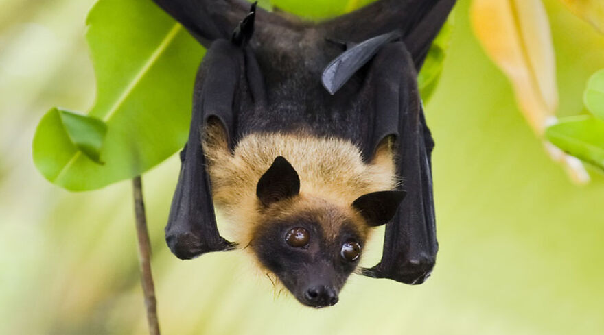 Bats Are Incredibly Misunderstood, So Here Are 13 Of The Cutest Bat Species And Facts About Them Bats Are Incredibly Misunderstood, So Here Are 13 Of The Cutest Bat Species And Facts About Them
