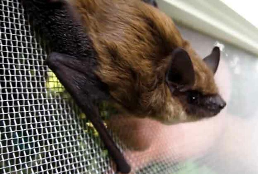 Bats Are Incredibly Misunderstood, So Here Are 13 Of The Cutest Bat Species And Facts About Them Bats Are Incredibly Misunderstood, So Here Are 13 Of The Cutest Bat Species And Facts About Them