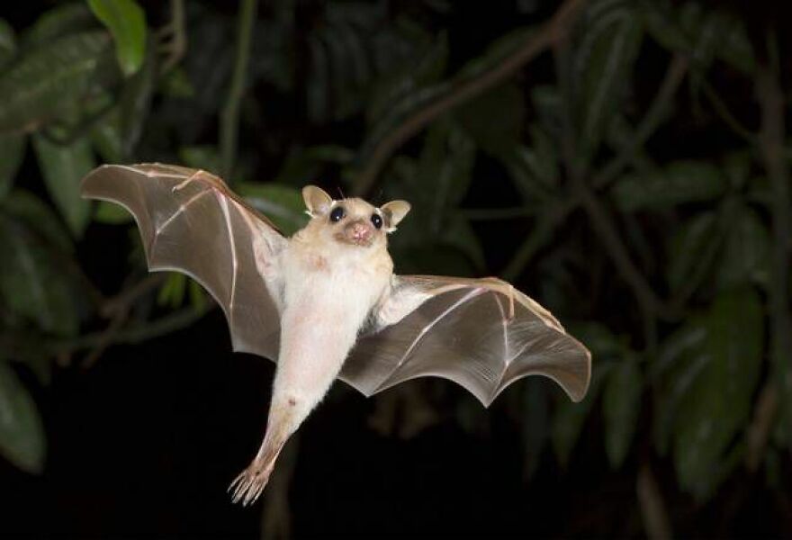 Bats Are Incredibly Misunderstood, So Here Are 13 Of The Cutest Bat Species And Facts About Them Bats Are Incredibly Misunderstood, So Here Are 13 Of The Cutest Bat Species And Facts About Them