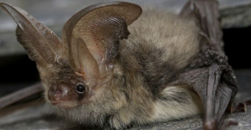 Bats Are Incredibly Misunderstood, So Here Are 13 Of The Cutest Bat Species And Facts About Them Bats Are Incredibly Misunderstood, So Here Are 13 Of The Cutest Bat Species And Facts About Them