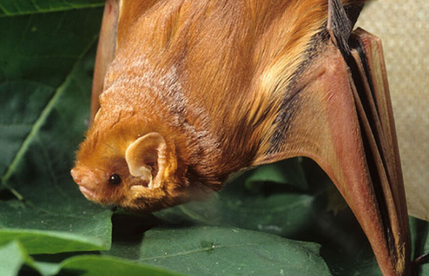 Bats Are Incredibly Misunderstood, So Here Are 13 Of The Cutest Bat Species And Facts About Them Bats Are Incredibly Misunderstood, So Here Are 13 Of The Cutest Bat Species And Facts About Them