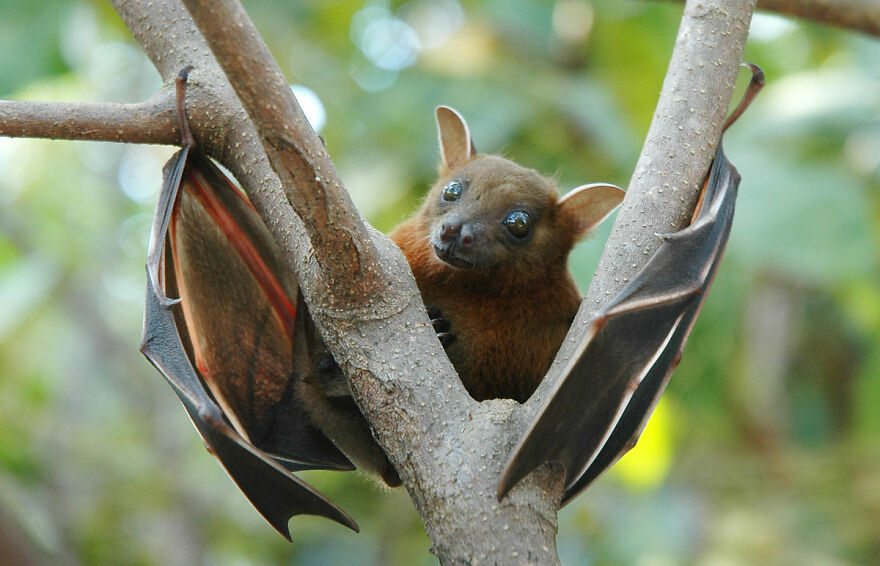 Bats Are Incredibly Misunderstood, So Here Are 13 Of The Cutest Bat Species And Facts About Them Bats Are Incredibly Misunderstood, So Here Are 13 Of The Cutest Bat Species And Facts About Them