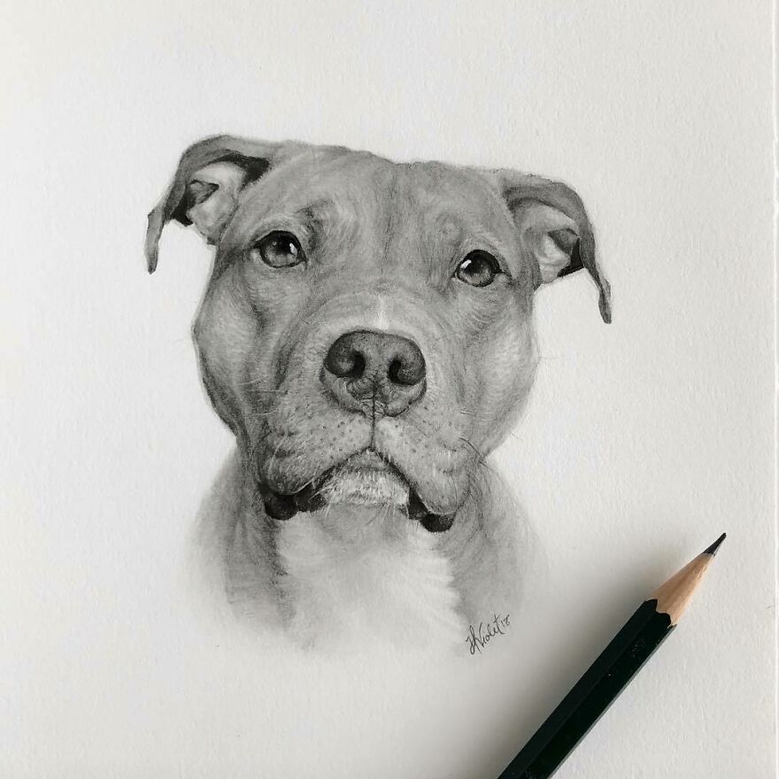 Artist Makes Realistic Pet Portraits Using Only A Pencil, Here Are The Best  49 Works | Bored Panda