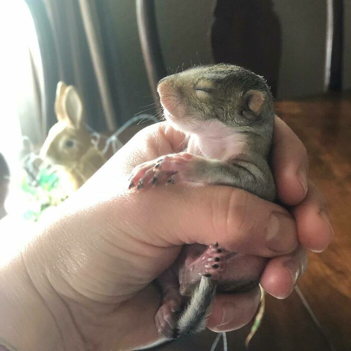 Woman Finds A Baby Squirrel On The Sidewalk And Gives Him A Second Chance At Life; Two Years Later, He Still Visits Her Garden