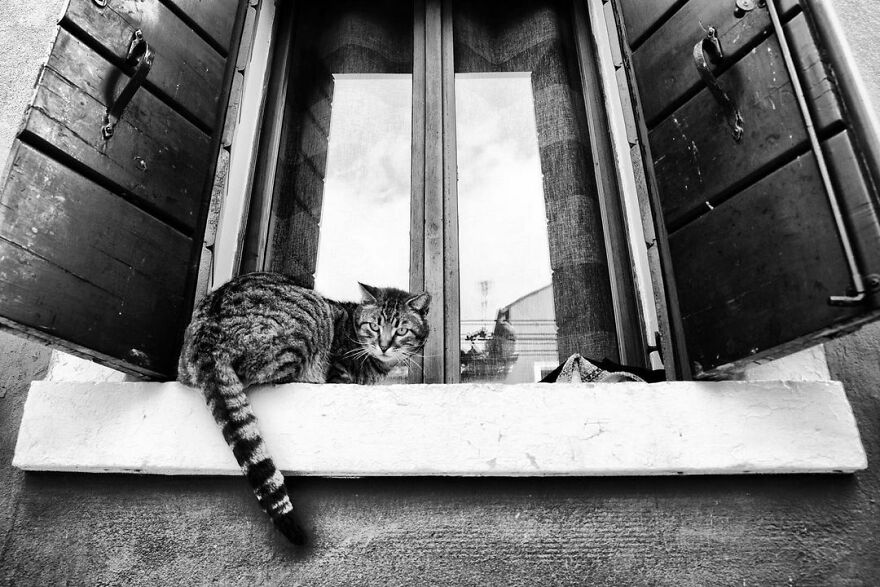 On The Window Sill, High Up There, Where She Feels Safer, Where She Can Check Her Territory, And Most Importantly Where Maybe That Kind Man Who Cares For Her Daily Will Open The Window And Will Give Her An Extra Treat
