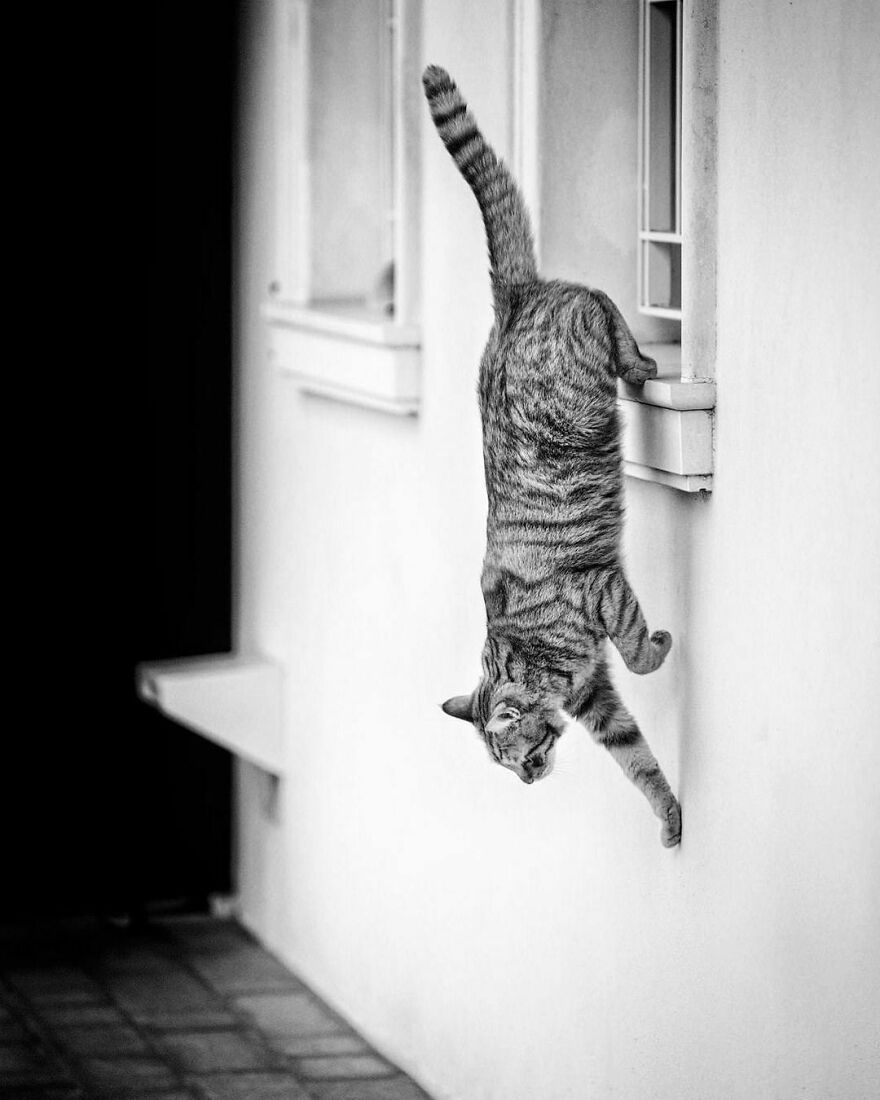 And There He Goes Again... Downwards! Maybe When He Was A Kitten He Was Not Taught That He Simply Ought To Jump Down The Sill