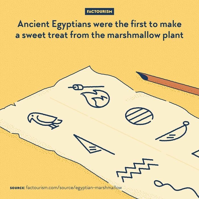 Ancient Egyptians Were The First To Make A Sweet Treat From The Marshmallow Plant⁠
⁠
if Today’s Marshmallows Are Mainly Made From Gelatin, Marshmallow Is At First A Flowery Plant, Which Has Been Used For Centuries. It Has Been Known During Antiquity As A Medicinal Remedy For About Everything, And Served As Food During Famines. But The First People To Use It In A Sweet Confection Were The Ancient Egyptians, Who Mixed Its Sap With Nuts And Honey. The Treat Was Only For The Nobility And Gods, Though, And Didn’t Look At All Like What We Know Today. It’s Only In The 19th Century That Marshmallows Would Start Getting Closer To The Familiar Candy, And Gelatin Started To Be Used Instead Of Plant Extract. In The 1950s Finally, Marshmallows Took Their Current Form With A Newly Invented Process Pressuring The Mixture To Make It More Airy And Reaching Its Unique Texture.