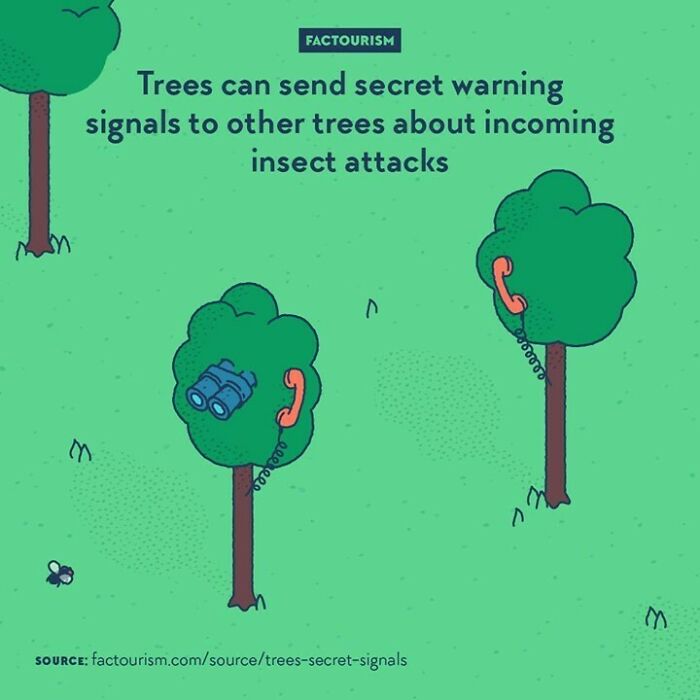 ⁠
trees Can Send Secret Warning Signals To Other Trees About Incoming Insect Attacks⁠
⁠
{weekend Repost}⁠
plants Can Communicate With One Another. Some Correspond With Each Other By Emitting Volatile Organic Chemicals, Some Even Send Electric Signals. The Meaning Of The Messages Can Have Different Goals, Such As Alerting About Insects, Advising Nice Directions For Growing, Regulating Temperature, Etc.