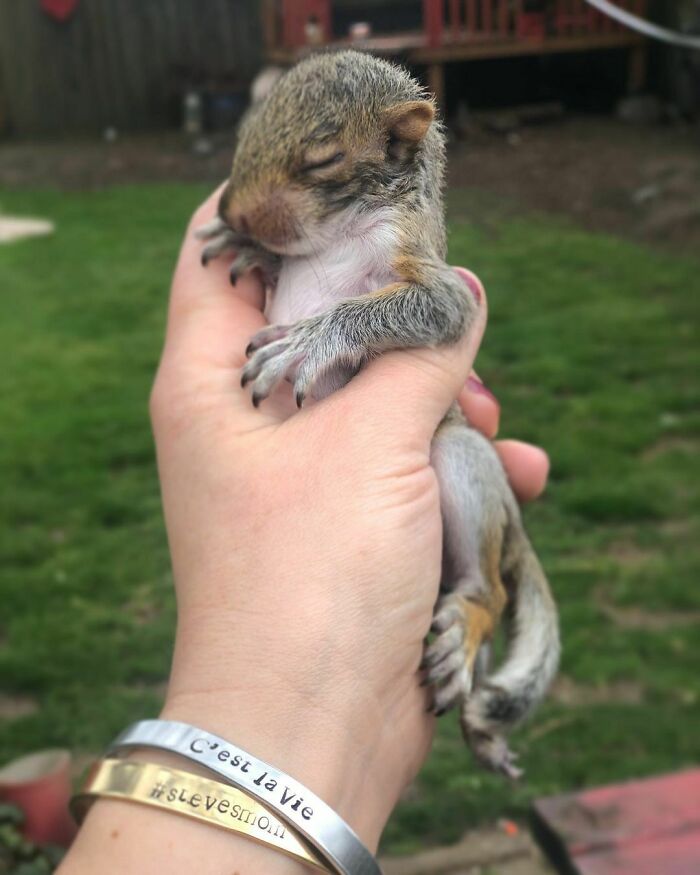 Woman Finds A Baby Squirrel On The Sidewalk And Gives Him A Second Chance At Life; Two Years Later, He Still Visits Her Garden