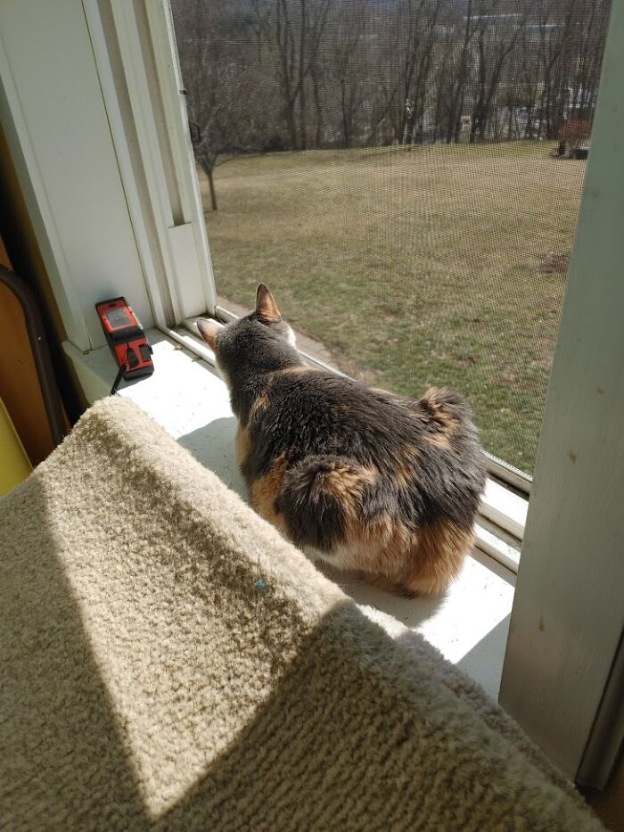 Cricket Finds A Spring Breeze - Even Though She Is Blind Cricket Knows Where To Find A Spring Breeze When A Window Is Finally Opened.