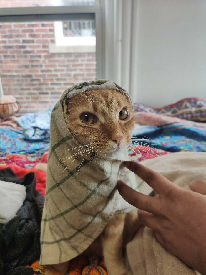 Mango Started Intensely Purring After She Donned Her Headscarf