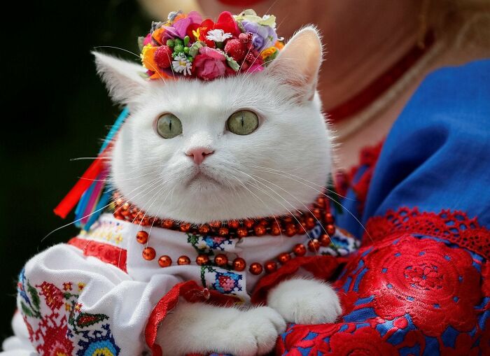 A Ukrainian Kitty In Traditional Garb For A Parade In Kiev