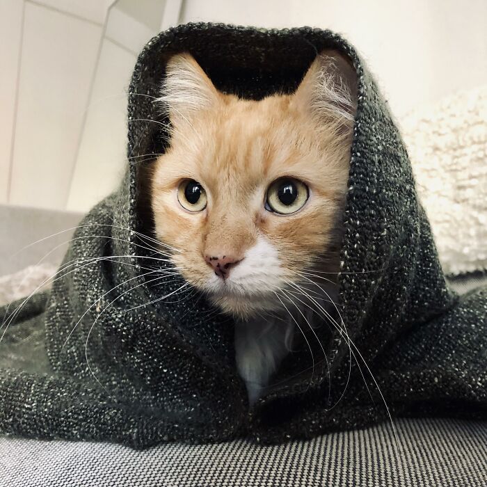 -12 Degrees In NYC So Rupert Becomes A Bubushkat
