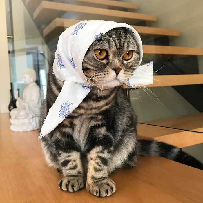 While She Enjoys Her New Modern Life, Babushkat Can't Help But Worry About Potato Crops Back Home