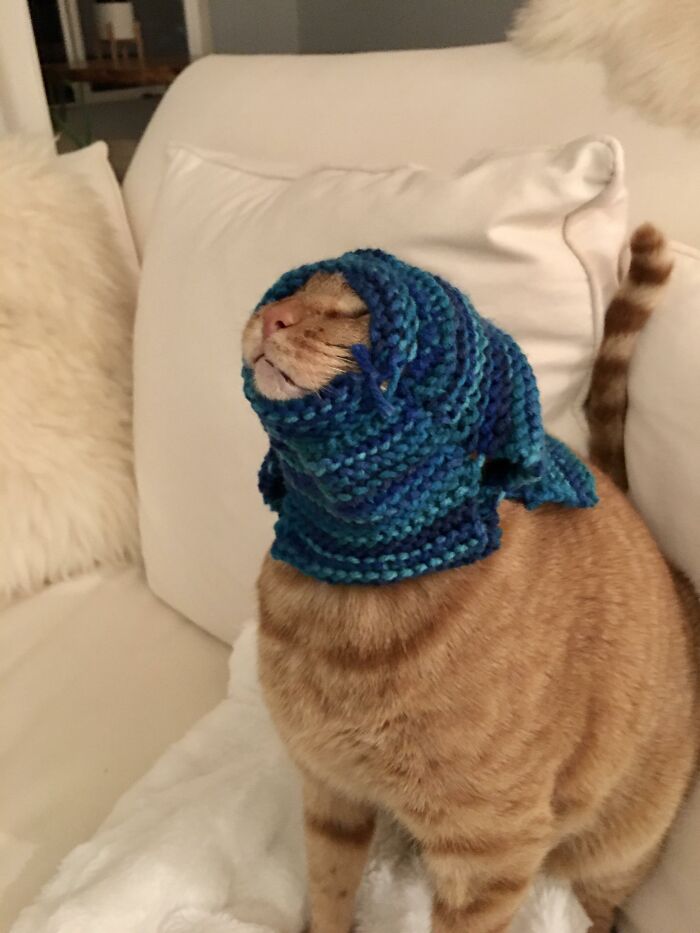 I Was Told To Repost Here: Made A Sweater Too Small And I Guess It Looks Like His Babushcat Wrap Shrank In The Wash