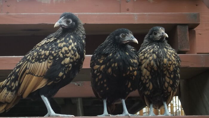 The Chicklets At Three Months Old