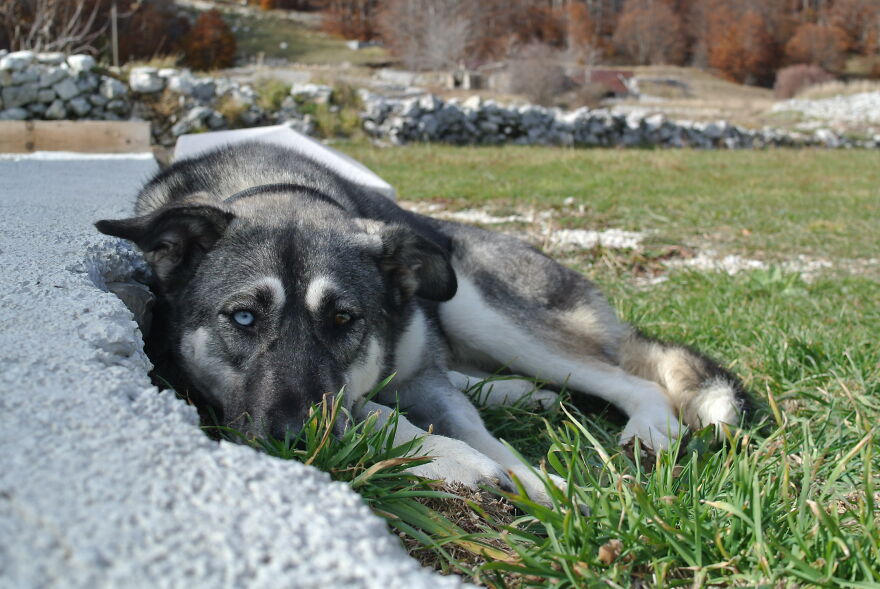I'm A Dog Foster Mum In Montenegro