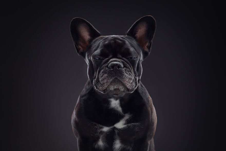 The Dark Side Of French Bulldog. Starring Korsika
