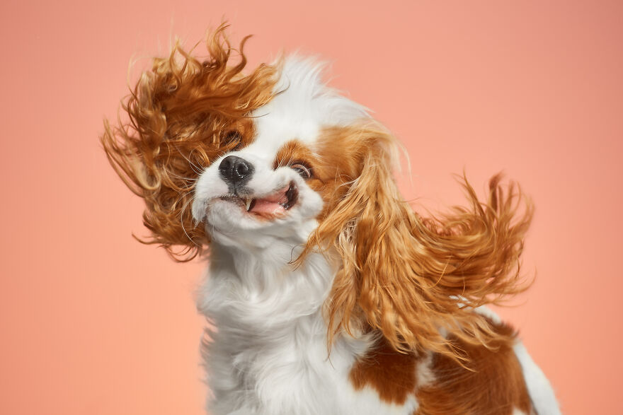 Twist And Shout From Tessa, The Cavalier King Charles Spaniel