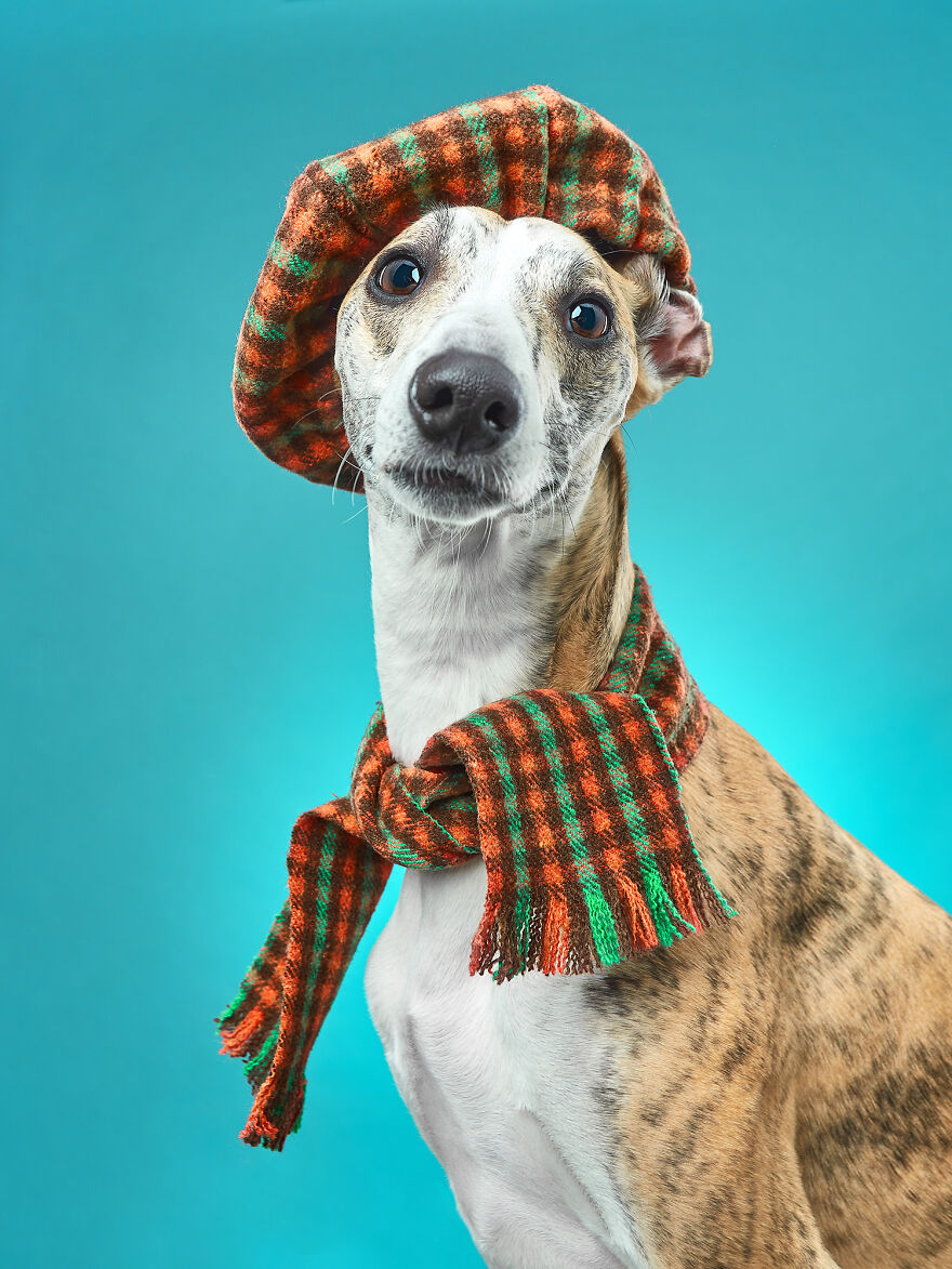 Nice Scottish Look From Eve, The Whippet