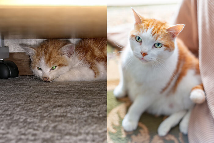 This Is Fuku-Chan, The Day He Arrived And Today, 13 Years Later. He Is, Without A Doubt, The Sweetest Cat In The Universe.