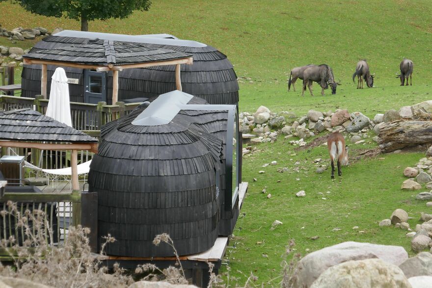 Glamping In The Middle Of An African Savannah In Denmark Glamping In The Middle Of An African Savannah In Denmark