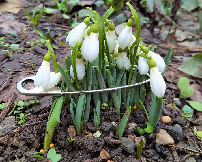 And Yet, Spring! My Funny Snowdrops - For Your Wonderful Mood!